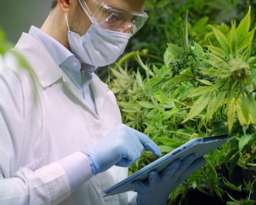 medical-cannabis-15-1024x540